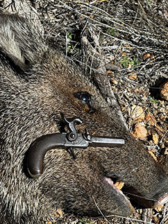 Here’s something you will probably never see again. A javelina taken with a single shot to the ear from the small smoothbore pistol shown. It dropped like a sack of potatoes. The professional hunter, Ty Hart, had practiced with the gun and knew he had to get very, very close. The javelina was ambushed on a game trail, and Ty is the only guy I know who could pull this off.